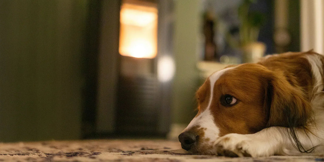 Wenn Tiere eine Geschichte mitbringen – und endlich Ruhe finden dürfen